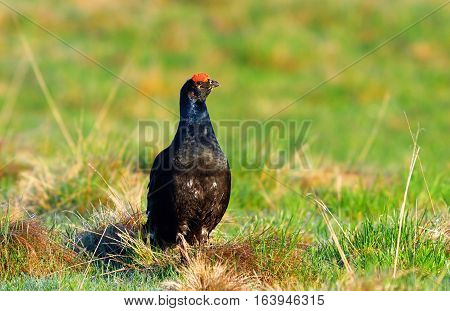 black grouse in natural habitat in mating season ( Lyrurus tetrix )