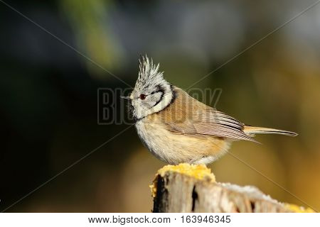 beautiful european crested tit standing on wooden stump ( Lophophanes cristatus )