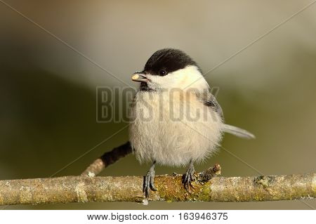 coal tit eating seed on a twig ( Parus ater )