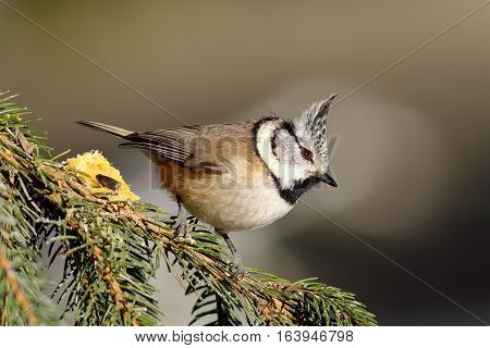 tiny european crested tit on fir branch ( Lophophanes cristatus )