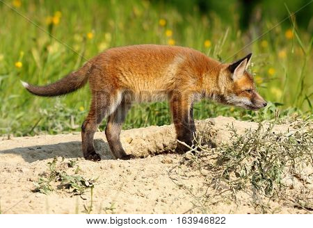 young european red fox exploring the surroundings near the den ( Vulpes )