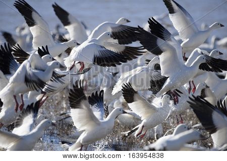 Snow Geese Taking Off in Flight at Bosque del Apache Wildlife Reserve