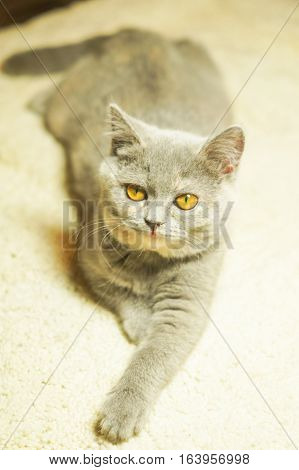 gray Scottish kitten lies on a white carpet and looks questioningly stretching legs