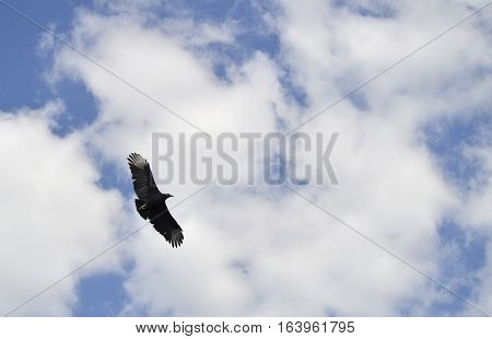 Black Vulture Latin name Coragyps atratus flying