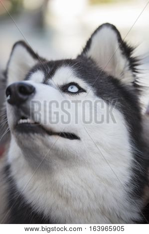 Black and White Siberian Huskey Face Close Up