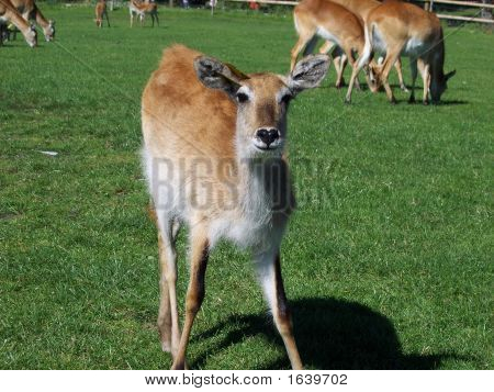 Nysgerrig