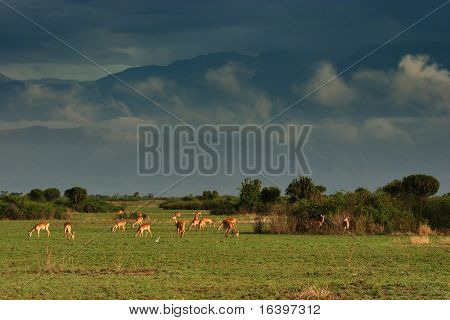Truppa di antilopi nella savana africana