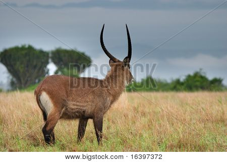 Mies bushbuck antelope