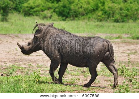 Wild hog