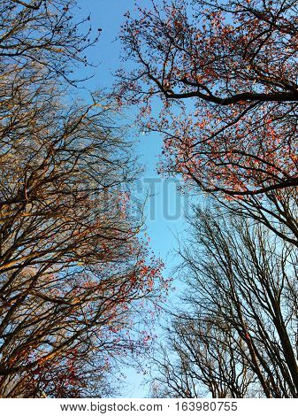 Trees at the Serralves Museum, in Portugal