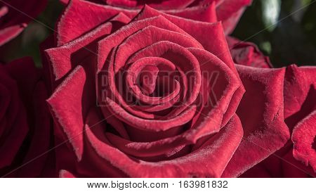 Bud of beautiful and fragrant red rose