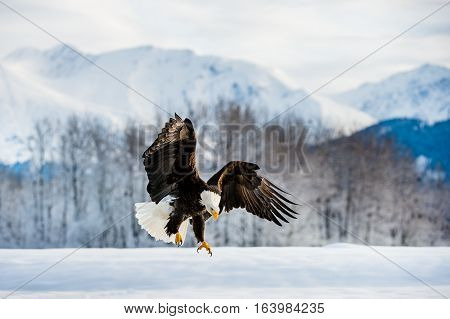 Adult Bald Eagle ( Haliaeetus Leucocephalus Washingtoniensis ) In Flight. Alaska In Snow