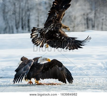 Adult Bald Eagle ( Haliaeetus Leucocephalus Washingtoniensis ) In Flight. Alaska In Snow