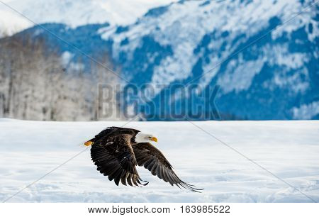 Adult Bald Eagle ( Haliaeetus leucocephalus washingtoniensis ) in flight. Alaska in snow