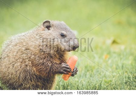 Adorable young groundhog holding and eating a carrot in grass field