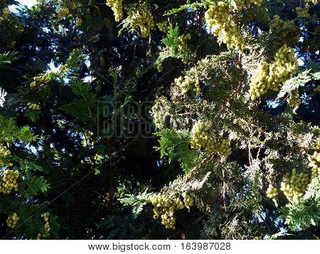 Berries ripen on the branches of a juniper (unripe fruit). Closeup. Summer, August. ABRAU DURSO, RUSSIA.