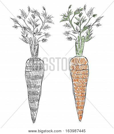 Hand drawn carrot. Organic food. Sketch style illustration.