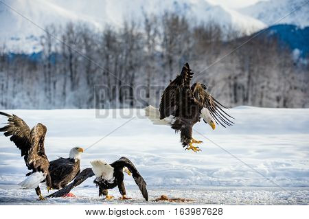 Adult Bald Eagle ( Haliaeetus leucocephalus washingtoniensis ) in flight. Alaska in snow