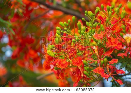 Cassia fistula flower or delonix regia or red flower with blue sky cloud on the background.