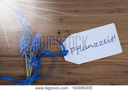Label With German Text Pflanzzeit Means Planting Season. Sunny Blue Spring Grape Hyacinth With Ribbon. Aged, Rustic Wodden Background. Greeting Card For Spring Season