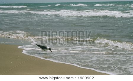 Seagull1