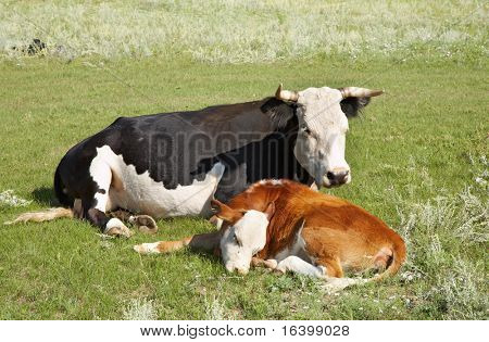 Mucca con vitello
