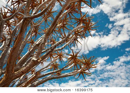 สาขาของแผนภูมิ quiver (Aloe dichotoma) กับพื้นหลังฟ้า ใต้นามิเบีย