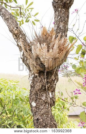Brown Oak-Leaf Fern Drynaria Dormancy on Tree