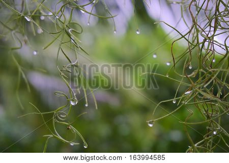 Condensation on the leaves of Spanish Moss.