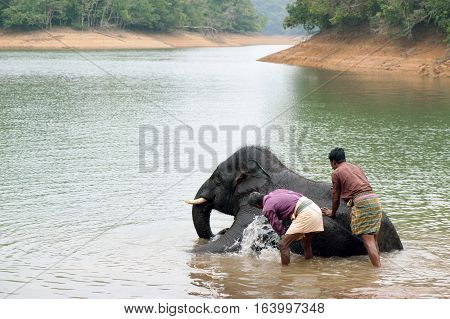 Bathing time for elephant in a lake with gadman at Kottoor Kappukadu Elephant Rehabilitation Centre, 24 October 2016, Kerala India