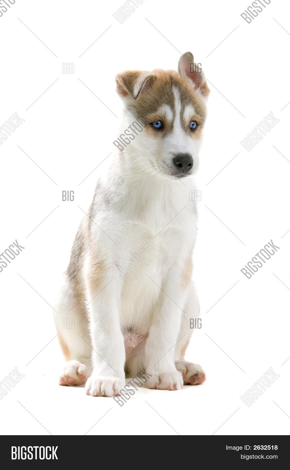 One Lovely Husky Dog' Sitting Down Image & Photo Bigstock