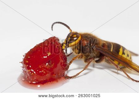 Big Hornet Vespa Mandarinia Eating Strawberry On White Background