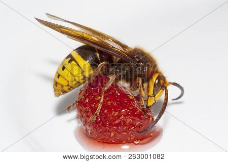 Big Hornet Vespa Mandarinia Eating Strawberry On White Background