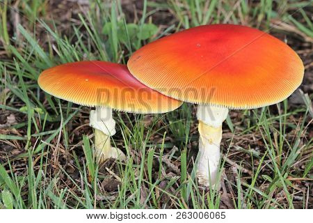 Close-up Of Two Orange Amanita Mushrooms Growing In Green Grass.
