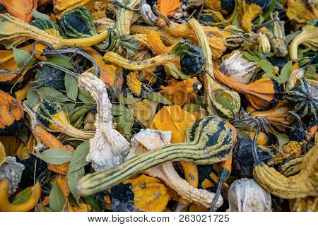 Colorful Pumpkin Squash And Gourds. Useful For Fall And Autumn Backgrounds