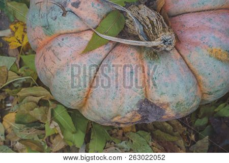 Pretty Light Orange Pink Pumpkin (real) And Leaves. Useful For Backgrounds. Instagram Style Filter A