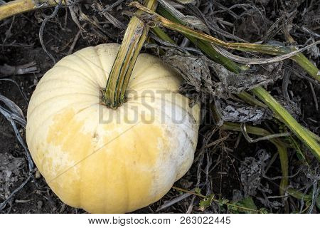 Large White Pumpkin Sitting In A Dirt Pumpkin Patch, Ready For Picking And Harvesting