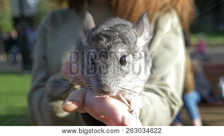 Chinchilla Standard Color On The Hands Of A Woman.
