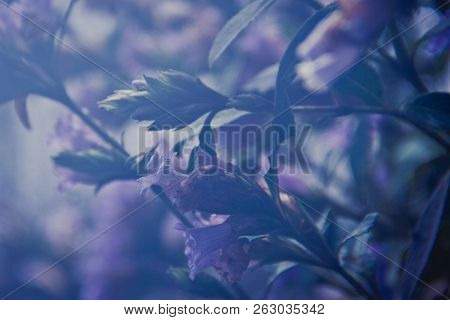 Close Up Shot Of Neelakurunji Flower Known As Strobilanthes Kunthianus