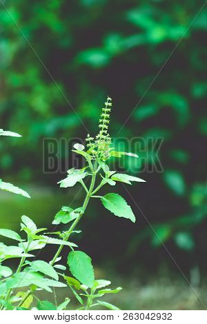 Tulasi Green Tree Plant (also Spelled Thulasi Or Tulsi) Taken In Nature Background. It Is Used As Ay