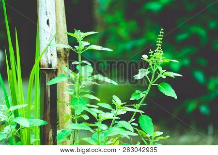 Tulasi Green Tree Plant (also Spelled Thulasi Or Tulsi) Taken In Nature Background. It Is Used As Ay