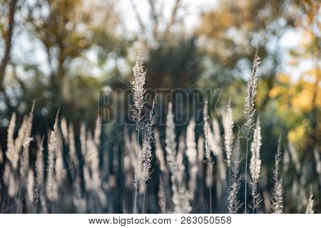 Beautiful Wild Grass Spikelets In Nature. Close-up Image Of Fading Autumn Grass On Sunny Afternoon I
