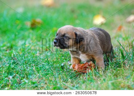 Three Weeks Mixed Breed Puppy On A Grass In Autumn