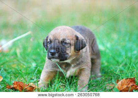 Three Weeks Mixed Breed Puppy On A Grass In Autumn