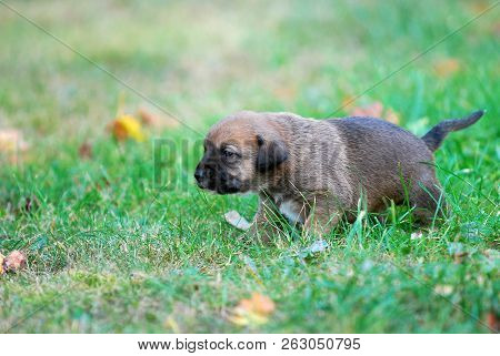 Three Weeks Mixed Breed Puppy On A Grass In Autumn
