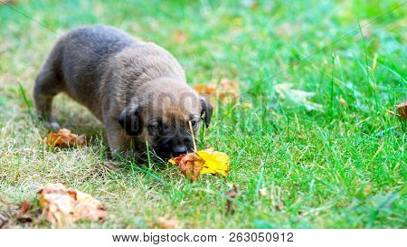 Three Weeks Mixed Breed Puppy On A Grass In Autumn