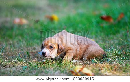 Three Weeks Mixed Breed Puppy On A Grass In Autumn