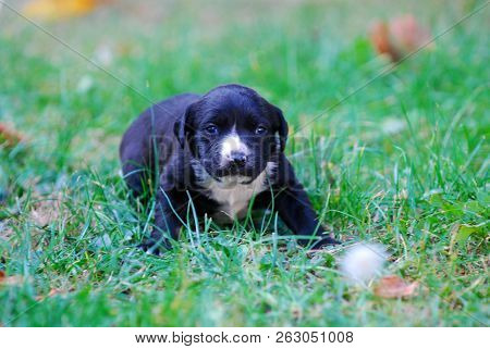 Three Weeks Mixed Breed Puppy On A Grass In Autumn