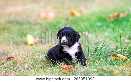 Three Weeks Mixed Breed Puppy On A Grass In Autumn