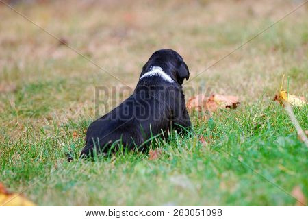 Three Weeks Mixed Breed Puppy On A Grass In Autumn